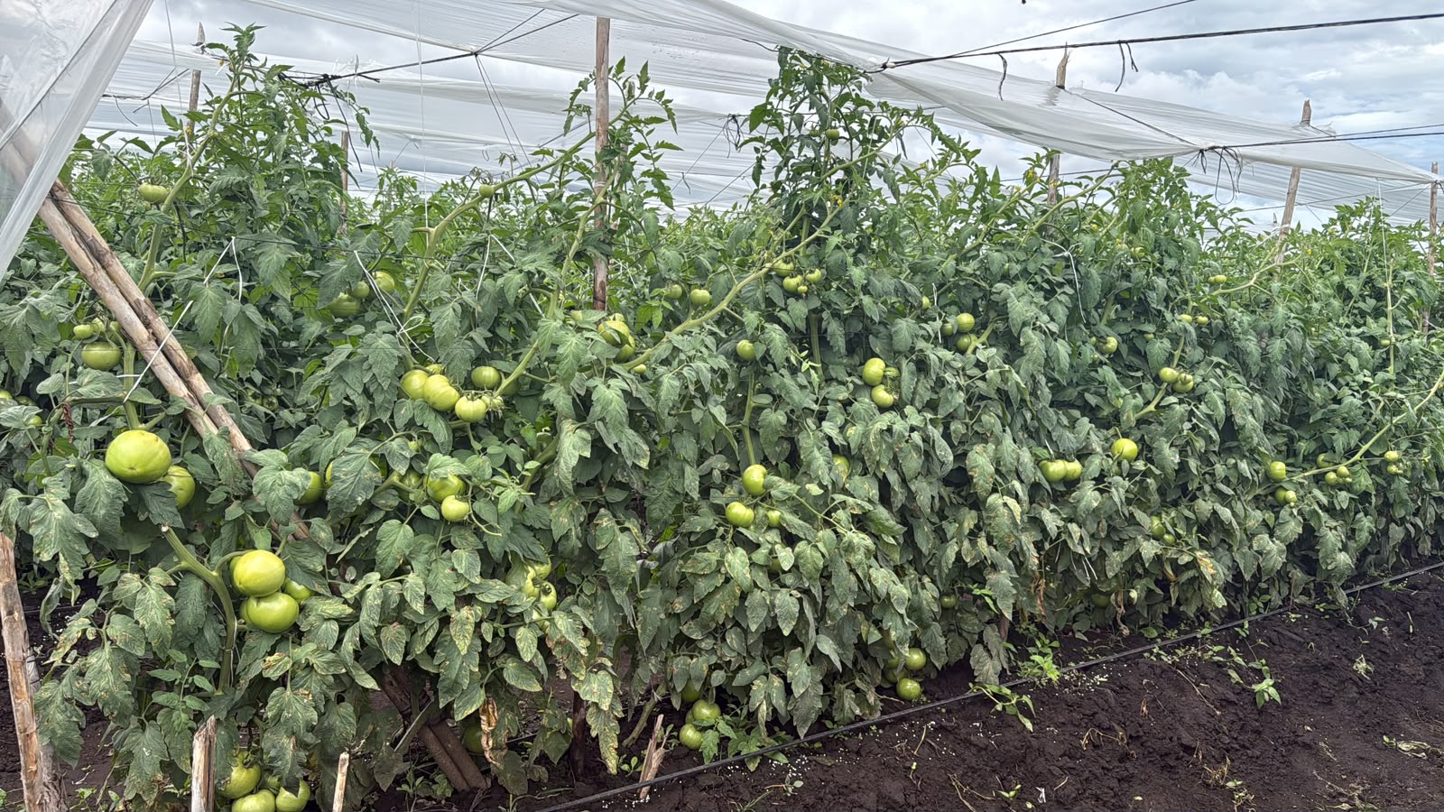 SDGR 21 — Planta con frutos