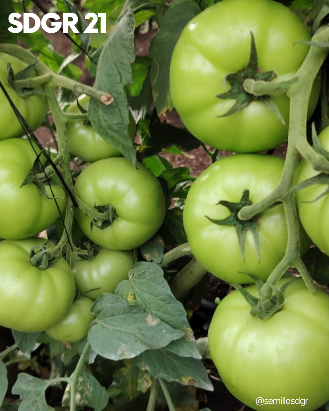 SDGR 21 — sdgr21 (1)