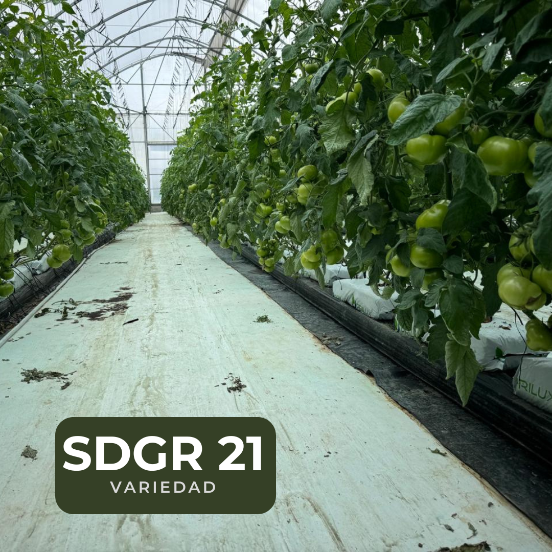 SDGR 21 — sdgr21