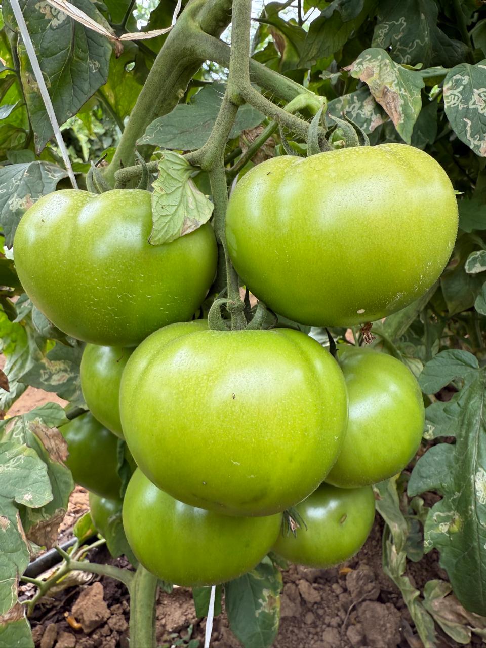 SDGR 21 — sdgr21