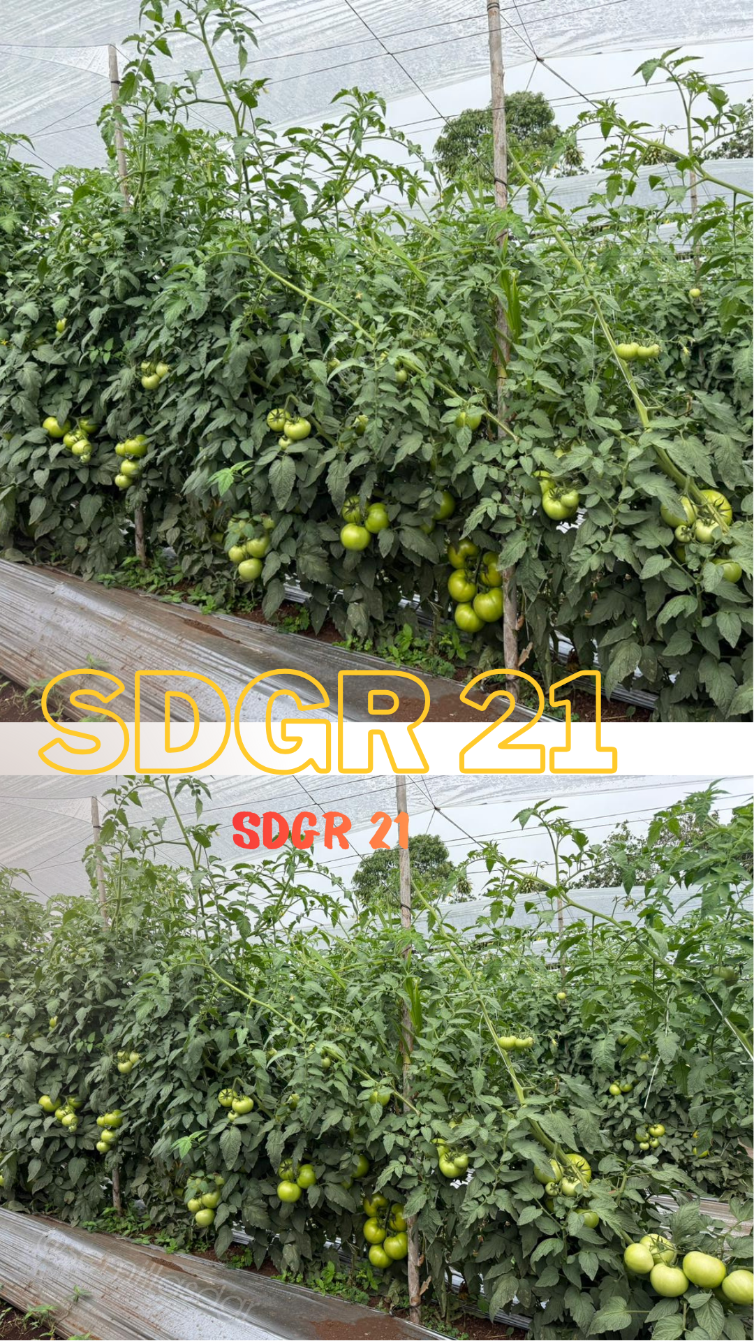 SDGR 21 — sdgr21