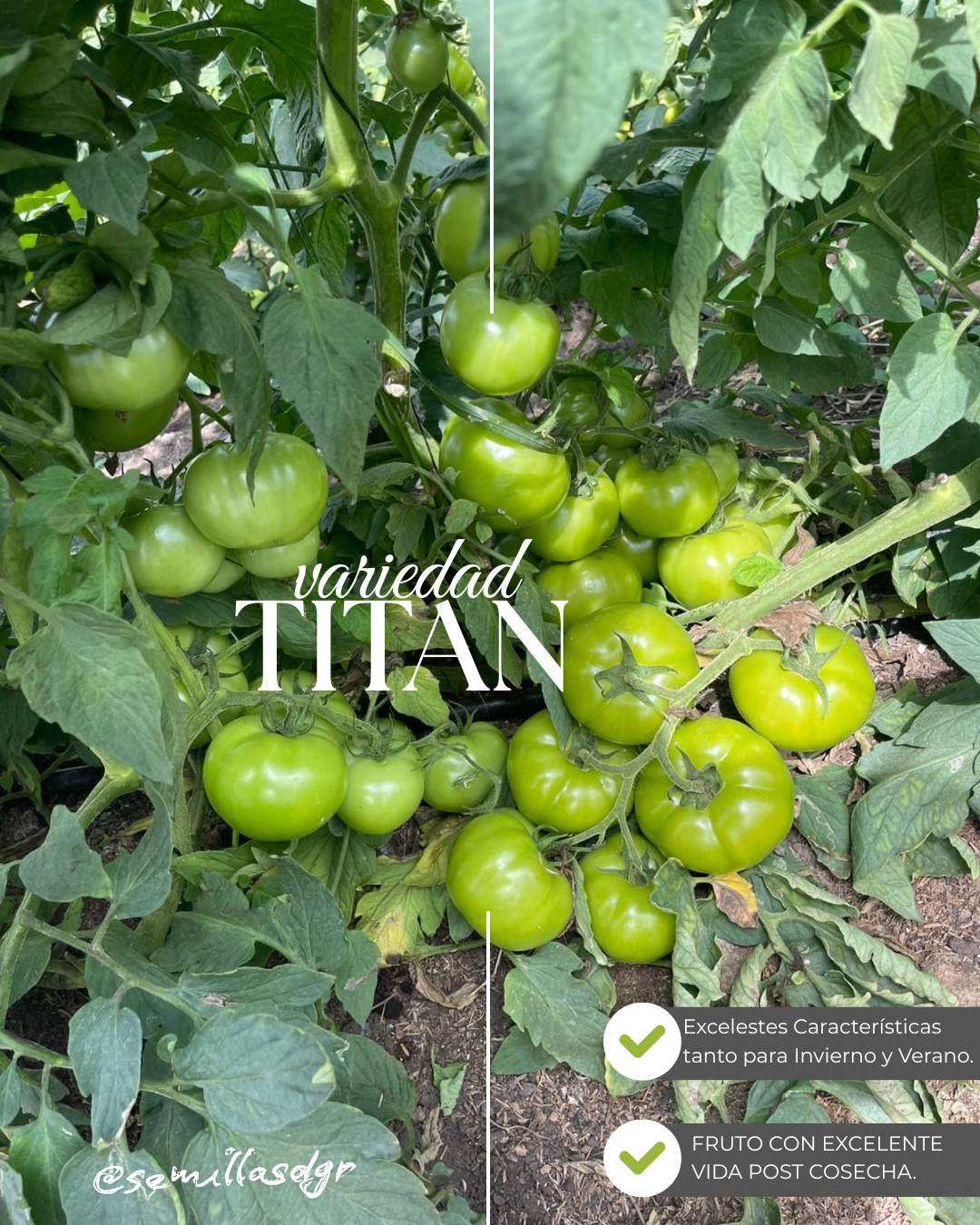 TITAN — Negro y Blanco Moderno Pelo Tratamiento Post de Instagram (1)