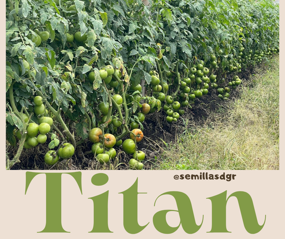 TITAN — Tan and Green Minimalist Modern New Product Facebook Post