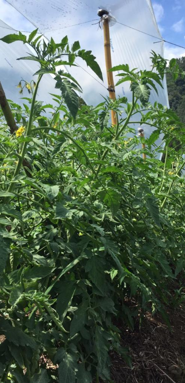 VULCANO — Green Modern Agriculture Services Instagram Post (2)   copia