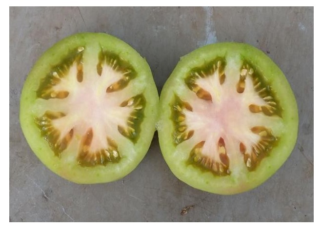 VULCANO — VULCANO TOMATE