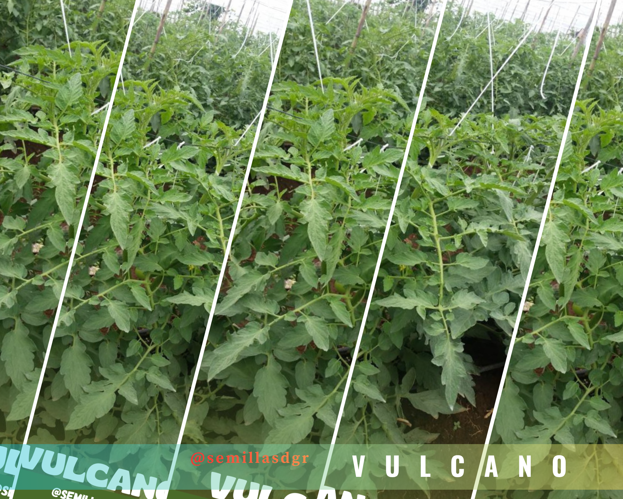 VULCANO — White Simple Winter Photo Collage